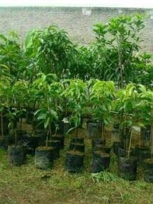 Benih Mangga Chokanan