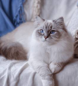 Ragdoll Kitten