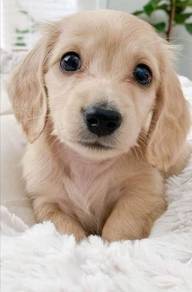 T8632 Poppet Dachsund Cute Hot Dog Puppy Puppy