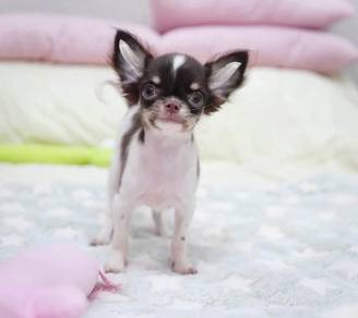 CHIHUAHUA PUPPIES CH310🌷 Head Apple Boy