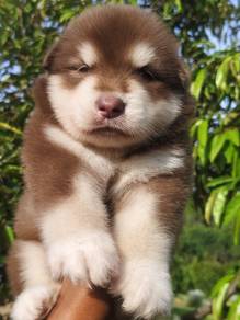 Pure Breed Alaskan Malamute (2M1F) 纯种标准型阿拉斯加雪橇犬