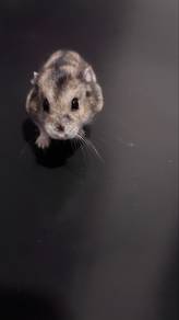 Hamster for adoption