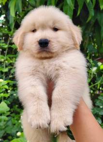 GOLDEN RETRIEVER PUPPIES M794 🌻 黃金獵犬 male