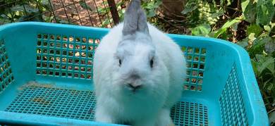 netherland dwarf 4 bulan