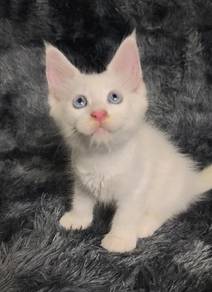 Mainecoon kitten female 