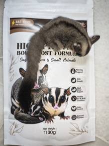 Sugar Glider 