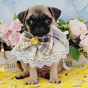 Pug