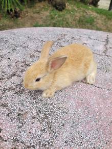 Rabbit caramel cute ❤️❤️❤️