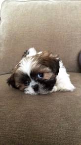 J22 Squeaky shih tzu cute long hair toy breed with