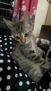 Cat Adoption 