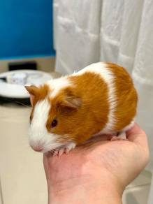 Guinea Pig Male 2 months old