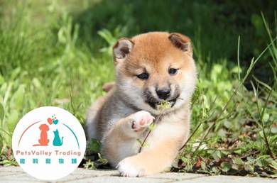 Shiba Inu