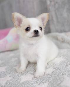 CHIHUAHUA PUPPIES CH187🌷 Head Apple Female