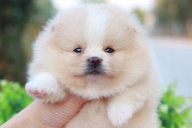 Pomeranian