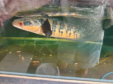 Channa Maru red barito