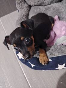 Mini pinscher 