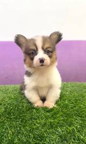 Corgi female with tail long haired mka