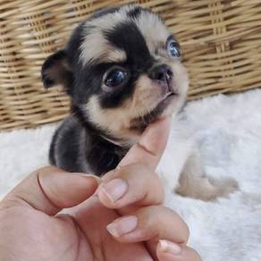CHIHUAHUA PUPPIES VIP78🌷Head Apple Bonnie Dog