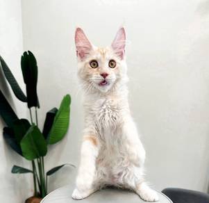Purebred Female Mainecoon kitten.