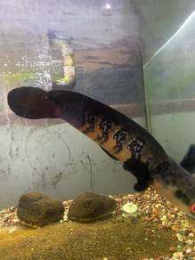 Channa Maruliodes Var Red