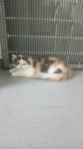 Persian female 