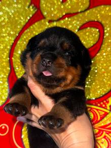 Rottweiler
