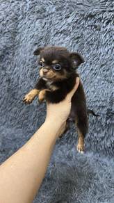 Pure Breed Long Fur Chihuahua (1M2F) 纯种长毛吉娃娃