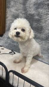 10 mths old Maltipoo male Puppy