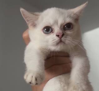 BSH bluegolden colourpoint（ayah🇨🇳import）