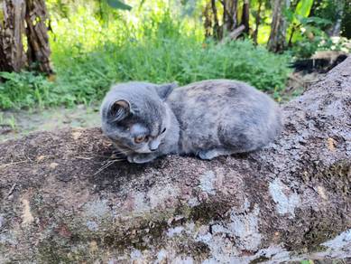 Kucing BSH Munchkin Female