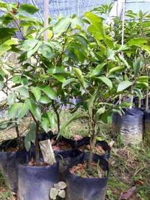Benih pokok Nam Nam / Katak Puru