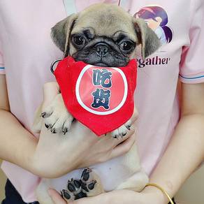 Pug