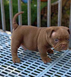 AMERICAN BULLY PUPPIES S121🐻 Rehome Male Exotic