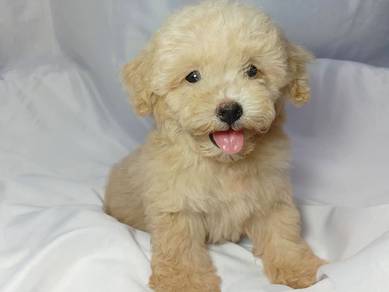 maltipoo 1