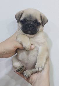 PUG PUPPIES 638 🌻 Chubby Pug Female