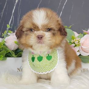 Shih Tzu
