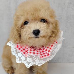 Poodle