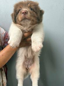 puppies
