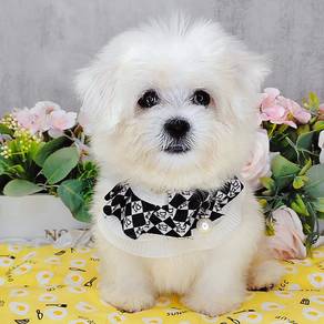 Maltese