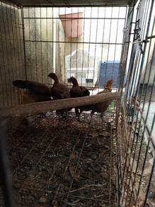 ayam hutan