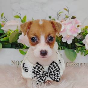Jack Russell
