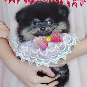 Pomeranain