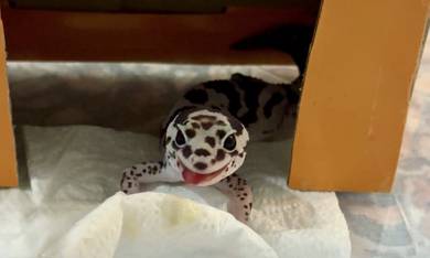 african fat tail gecko