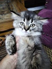 British longhair kitten age 3 month