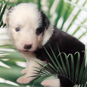 Border collie chocolate special marking