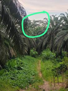 Residential Land in Menumbok, SBH