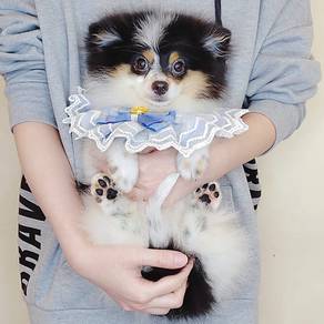 Pomeranian