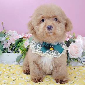 Poodle
