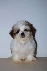 A45 Little Shih Tzu Puppy