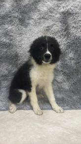 边牧女
Border Collie 
Female
F-1
Dob : 03-04-26